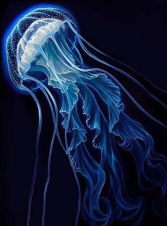 Картина по номерам Молли Красивая медуза 40x50 FHR0584